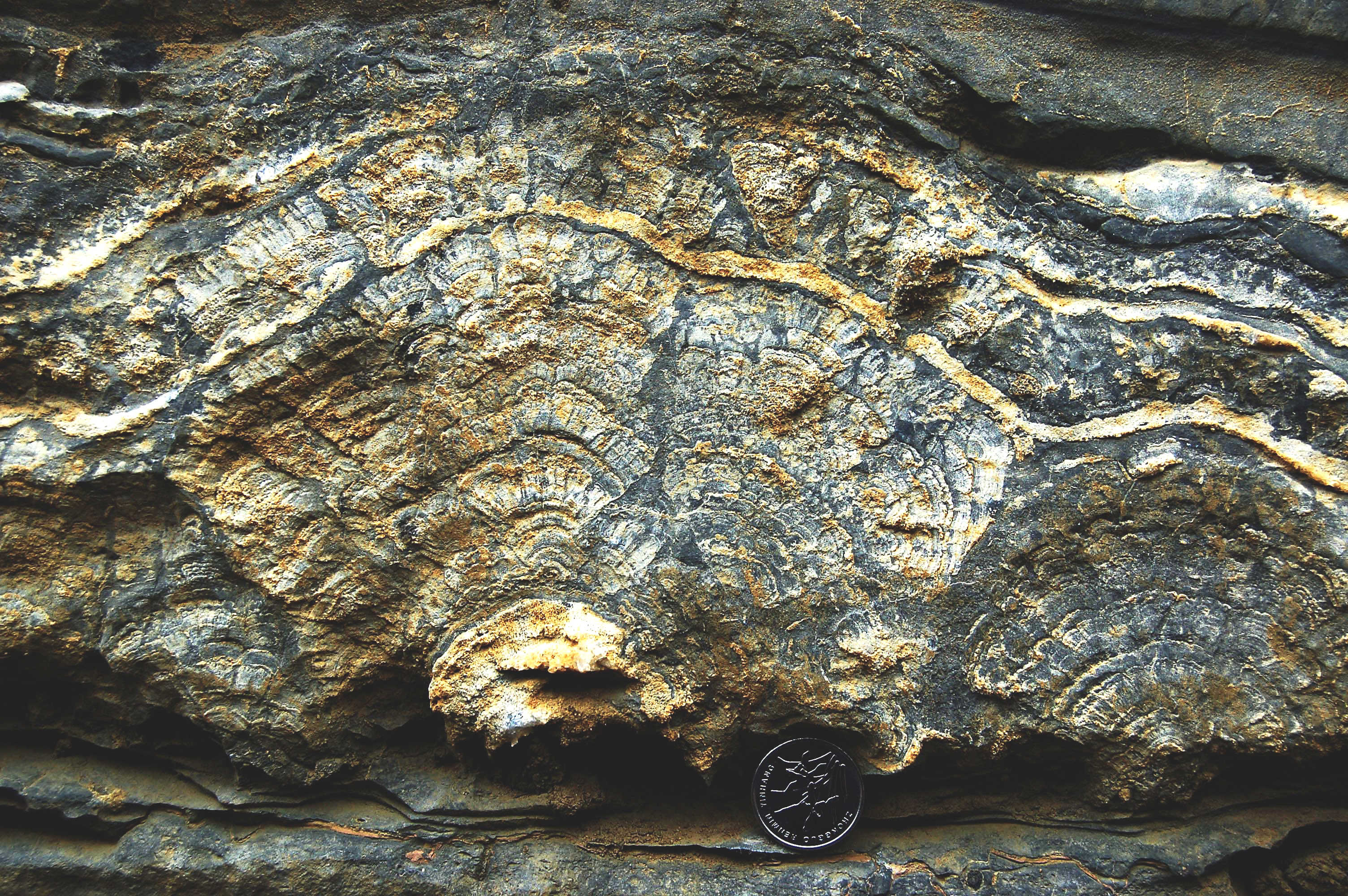 1 海工织锦 生命构建 ——精美的化石会说话:来自田阳百朝中泥盆统的藻叠层石化石DSC_0580(1)向上呈扇状生长的藻丘.jpg