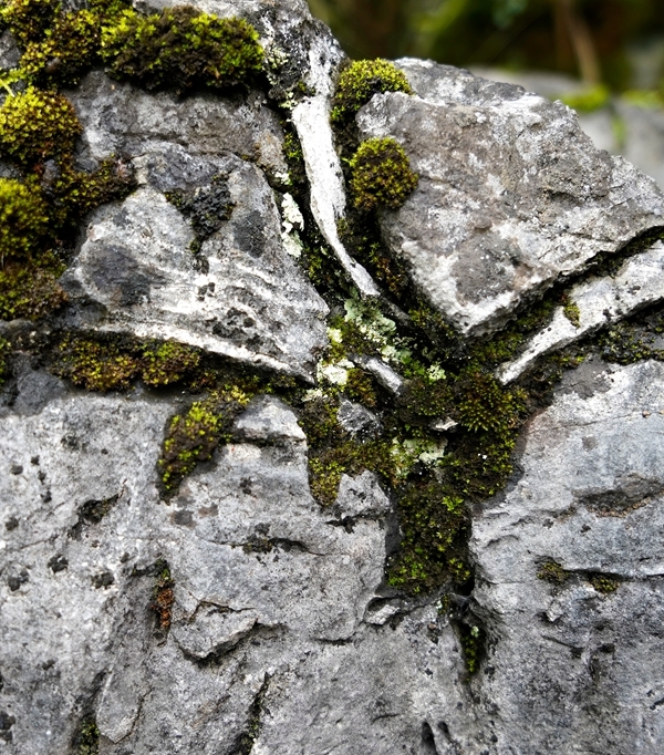 1 青苔掩映“藻花”开(区调院 陆刚)-DSC5865局部_副本.jpg