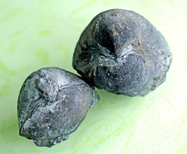 2 鸮头贝 鸮头之贝——三亿多年前铸就的一张广西名片_副本.jpg