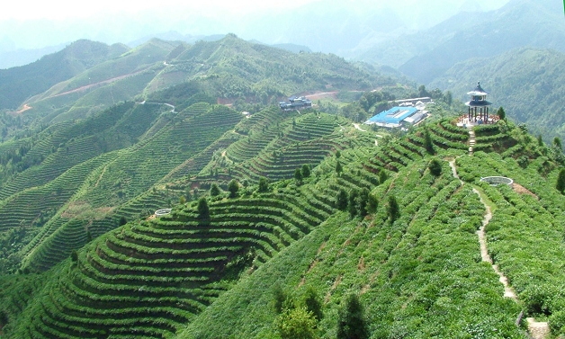 凌云茶山金字塔景区