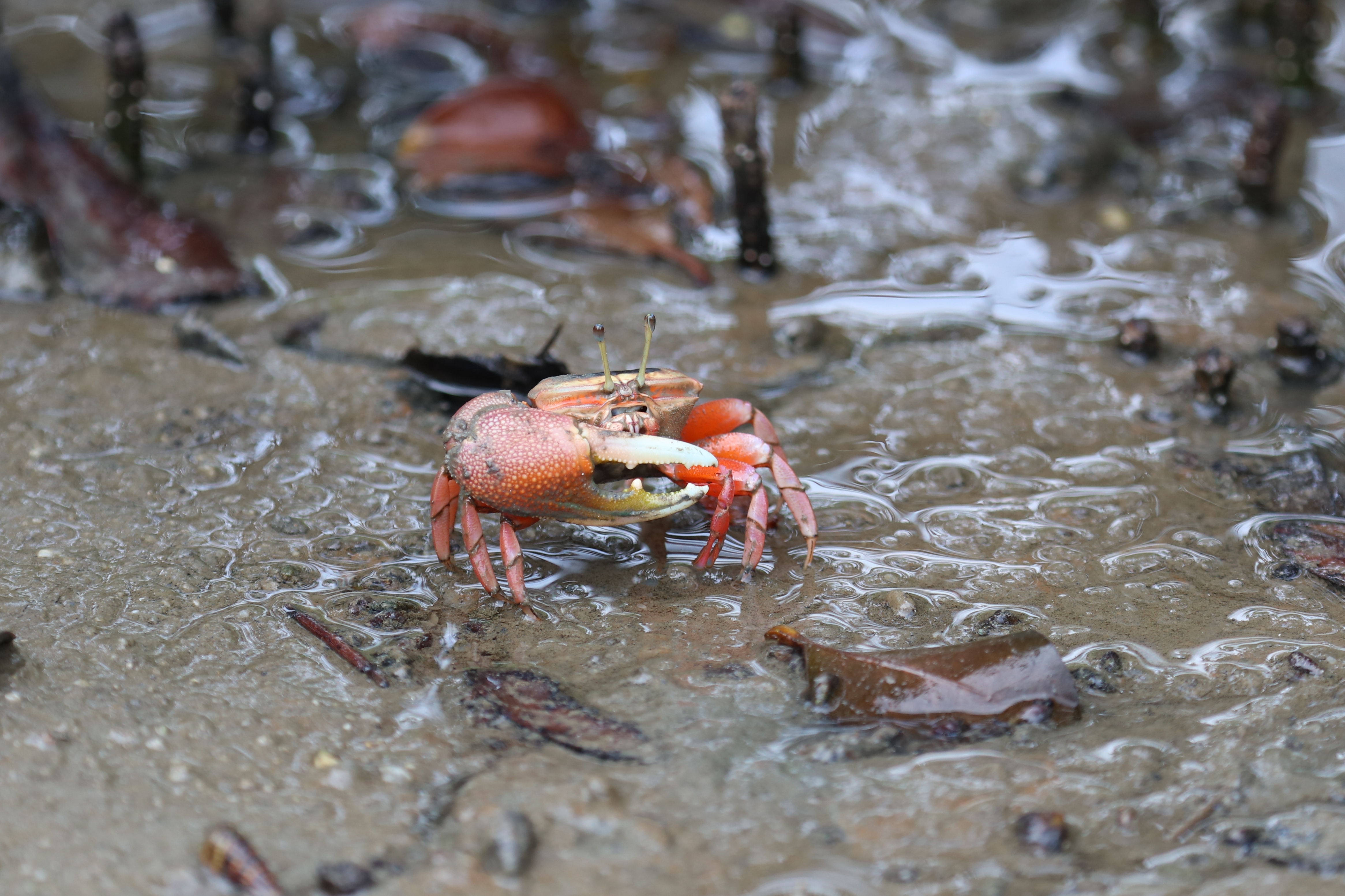 弧边管招潮蟹。广西北海滨海国家湿地公园管理处 供图.jpg