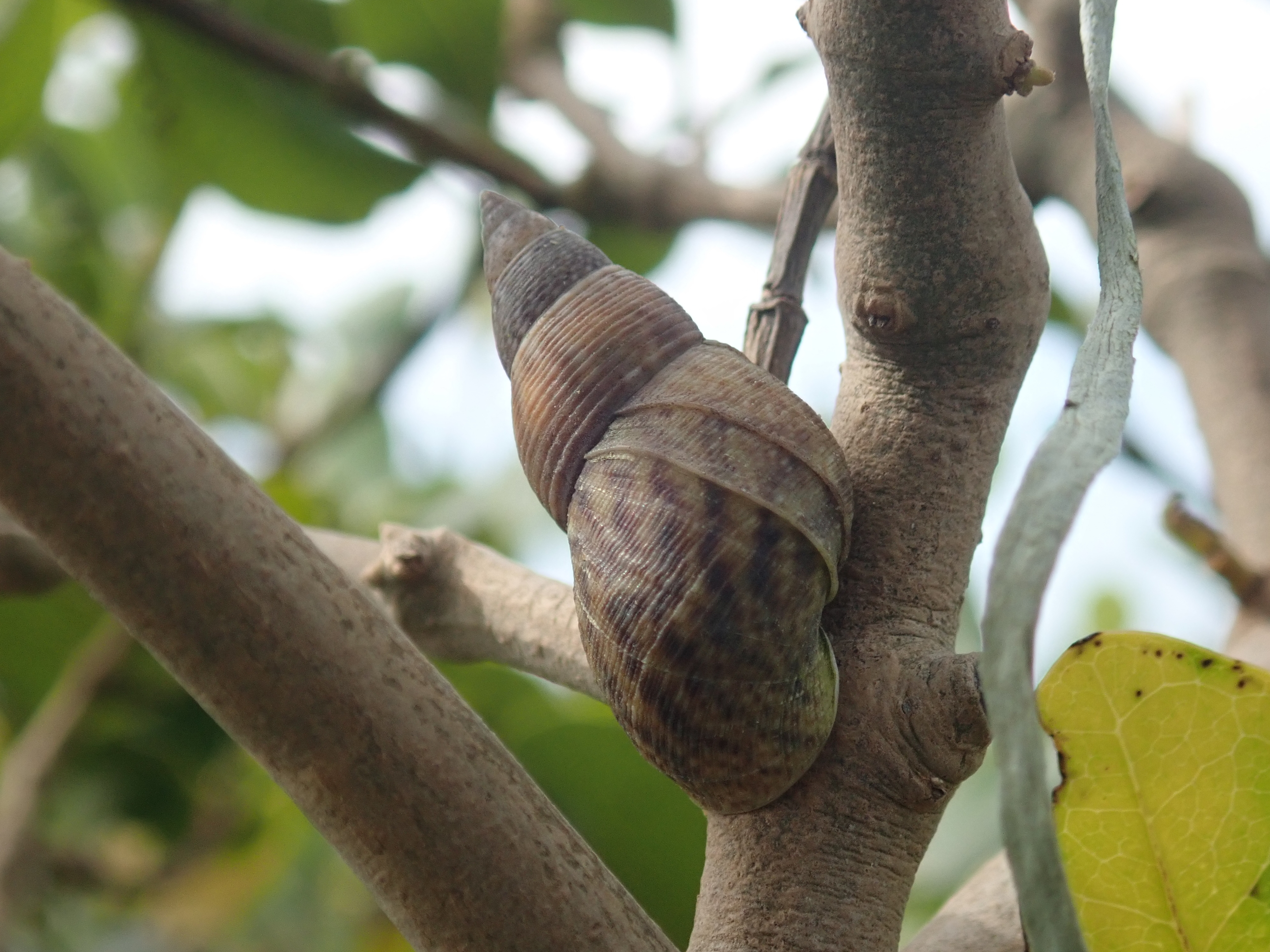 斑肋拟滨螺。广西北海滨海国家湿地公园管理处 供图.jpg