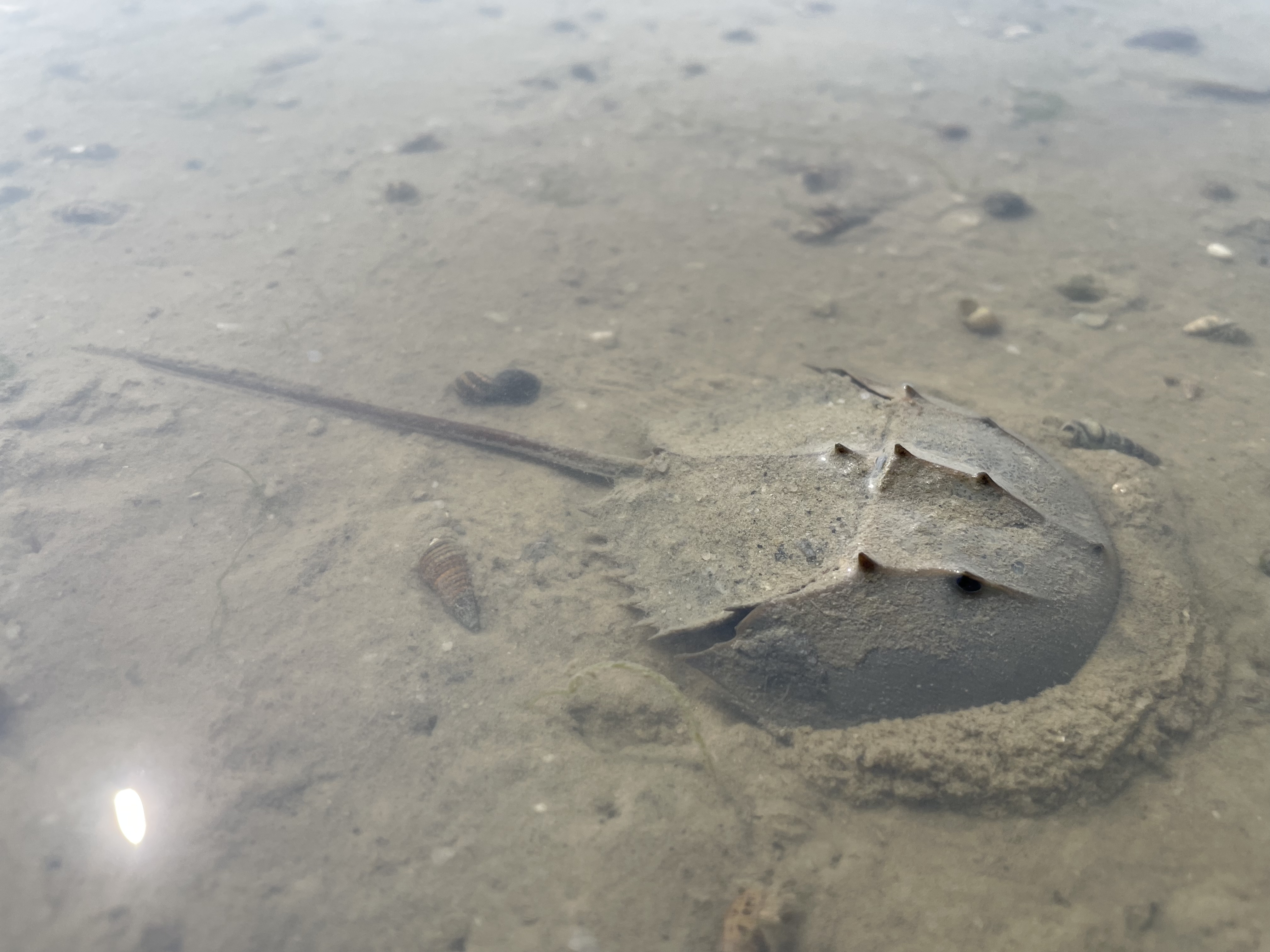 圆尾蝎鲎。广西北海滨海国家湿地公园管理处 供图.jpg