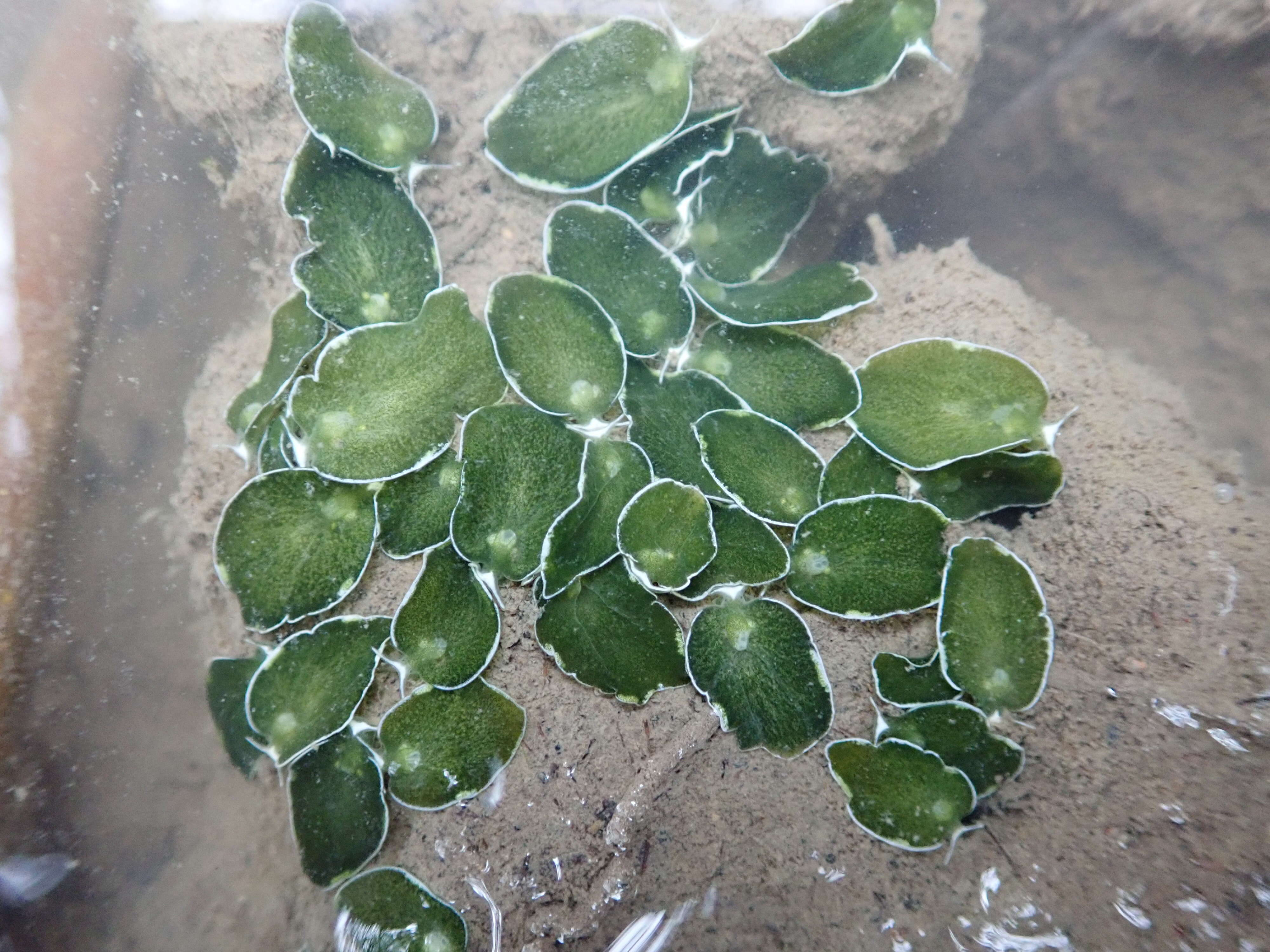 白边侧足海天牛。广西北海滨海国家湿地公园管理处 供图.jpg