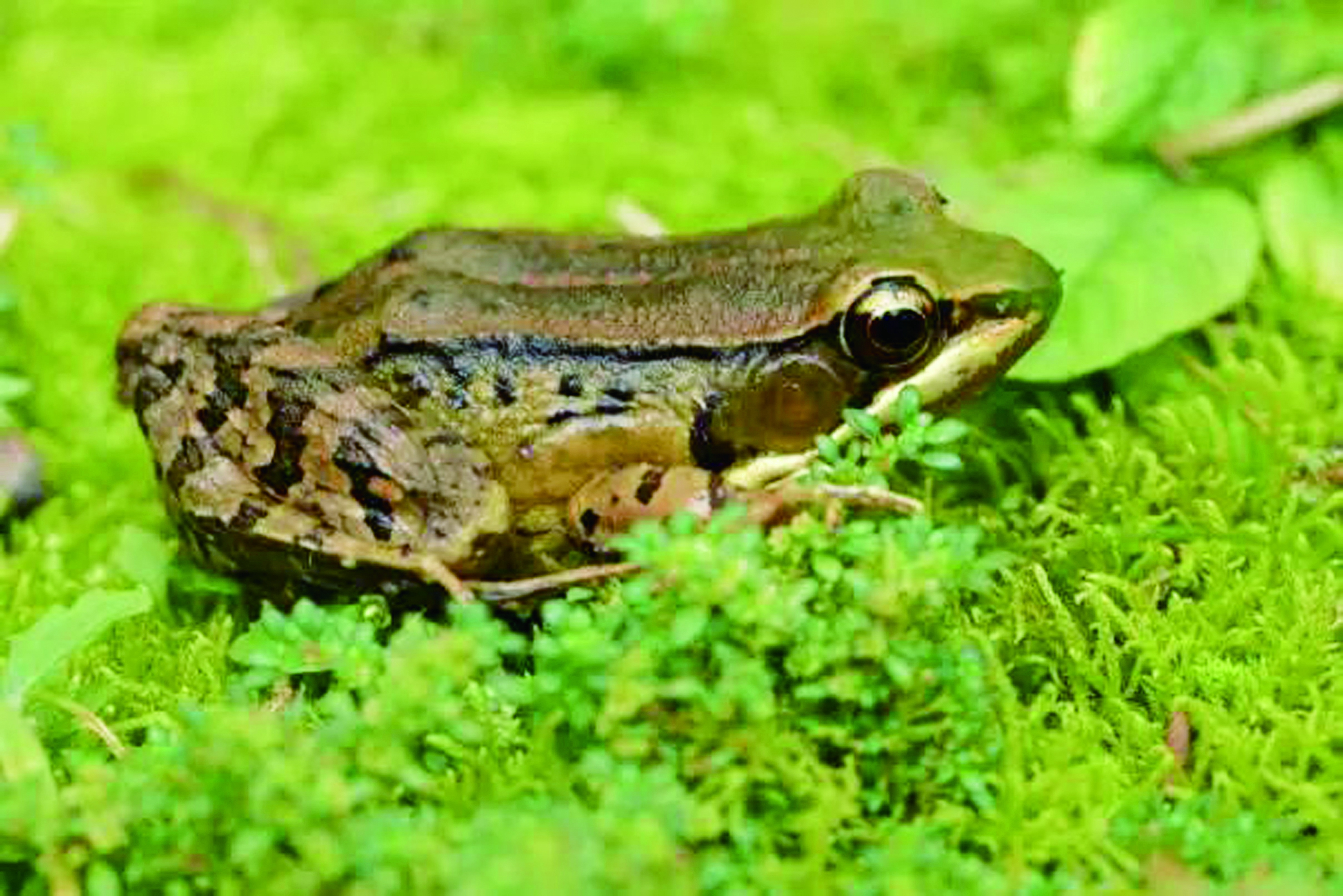 桂北琴蛙。自治区生态环境监测中心 供图.jpg